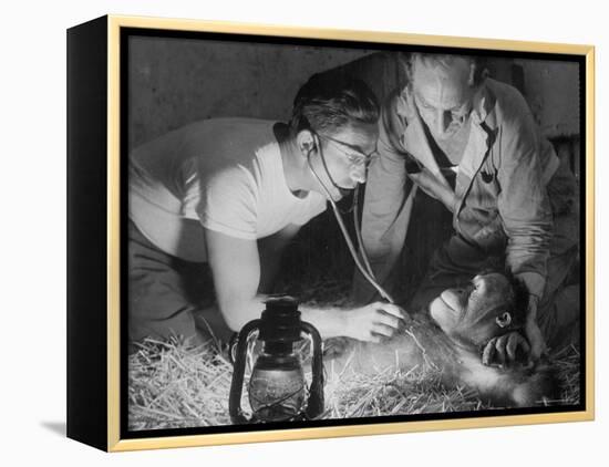 Orangutan Being Treated by Circus Veterinarian-Francis Miller-Framed Premier Image Canvas
