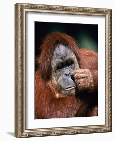 Orangutan, Borneo-Stuart Westmorland-Framed Photographic Print