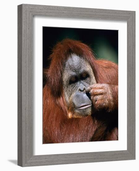 Orangutan, Borneo-Stuart Westmorland-Framed Photographic Print