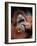 Orangutan, Borneo-Stuart Westmorland-Framed Photographic Print