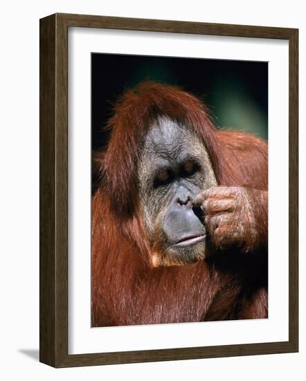 Orangutan, Borneo-Stuart Westmorland-Framed Photographic Print