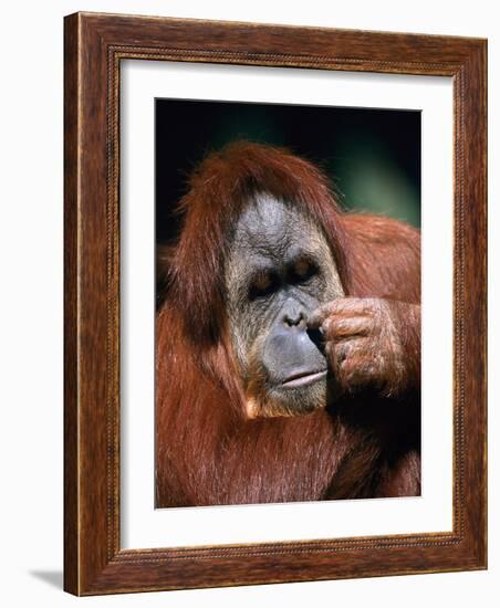 Orangutan, Borneo-Stuart Westmorland-Framed Photographic Print