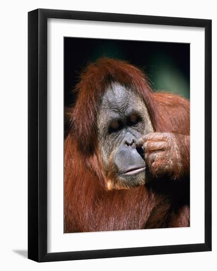 Orangutan, Borneo-Stuart Westmorland-Framed Photographic Print