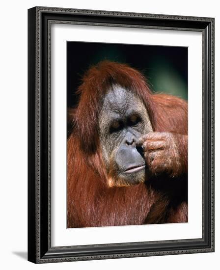 Orangutan, Borneo-Stuart Westmorland-Framed Photographic Print