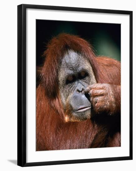 Orangutan, Borneo-Stuart Westmorland-Framed Photographic Print