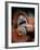 Orangutan, Borneo-Stuart Westmorland-Framed Photographic Print