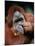 Orangutan, Borneo-Stuart Westmorland-Mounted Photographic Print