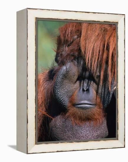 Orangutan, Borneo-Stuart Westmorland-Framed Premier Image Canvas