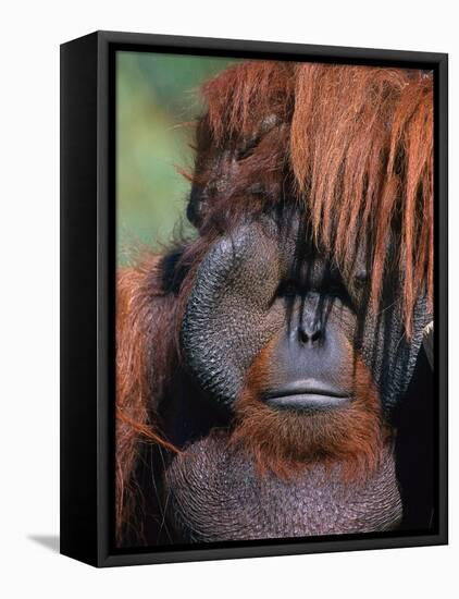 Orangutan, Borneo-Stuart Westmorland-Framed Premier Image Canvas