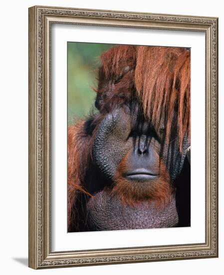 Orangutan, Borneo-Stuart Westmorland-Framed Photographic Print