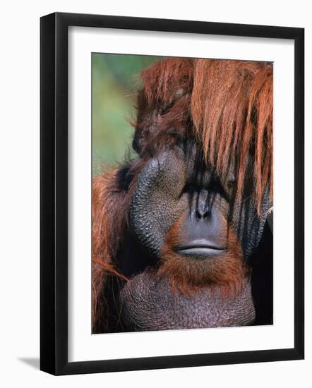 Orangutan, Borneo-Stuart Westmorland-Framed Photographic Print