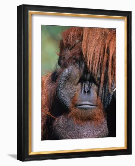 Orangutan, Borneo-Stuart Westmorland-Framed Photographic Print