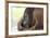 Orangutan CZ 17-Robert Michaud-Framed Giclee Print