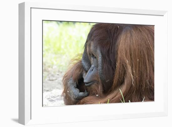 Orangutan CZ 17-Robert Michaud-Framed Giclee Print