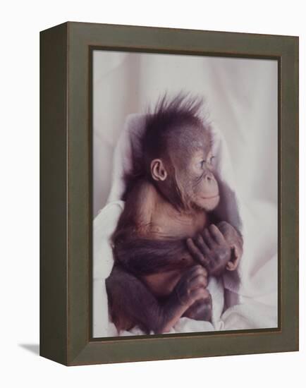 Orangutan Felix and Gigi, St. Louis Zoo-Nina Leen-Framed Premier Image Canvas