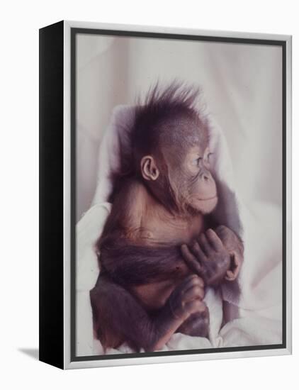 Orangutan Felix and Gigi, St. Louis Zoo-Nina Leen-Framed Premier Image Canvas