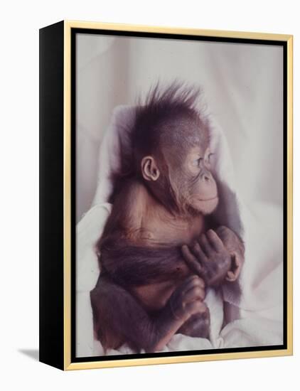 Orangutan Felix and Gigi, St. Louis Zoo-Nina Leen-Framed Premier Image Canvas