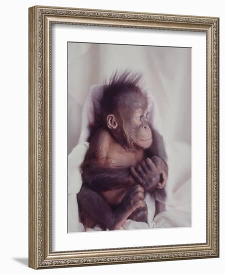 Orangutan Felix and Gigi, St. Louis Zoo-Nina Leen-Framed Photographic Print