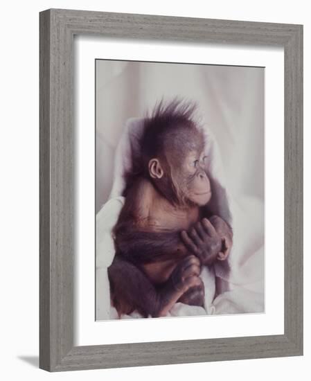 Orangutan Felix and Gigi, St. Louis Zoo-Nina Leen-Framed Photographic Print