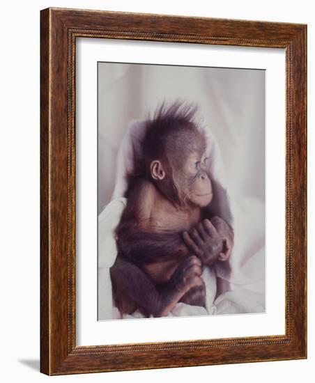 Orangutan Felix and Gigi, St. Louis Zoo-Nina Leen-Framed Photographic Print