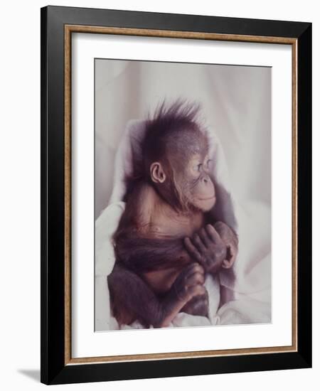 Orangutan Felix and Gigi, St. Louis Zoo-Nina Leen-Framed Photographic Print