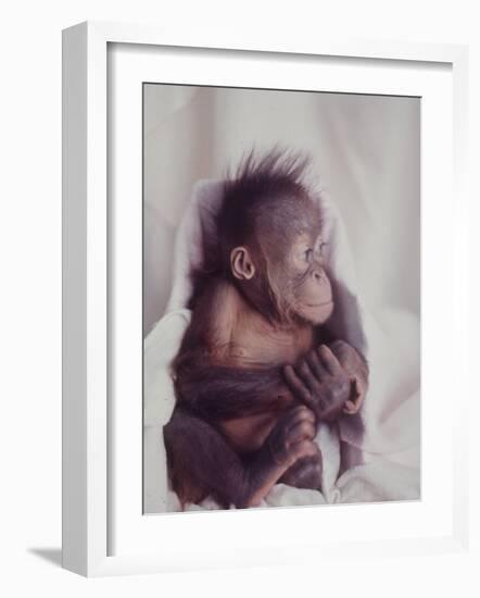 Orangutan Felix and Gigi, St. Louis Zoo-Nina Leen-Framed Photographic Print