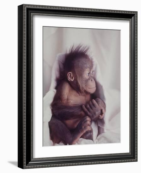 Orangutan Felix and Gigi, St. Louis Zoo-Nina Leen-Framed Photographic Print