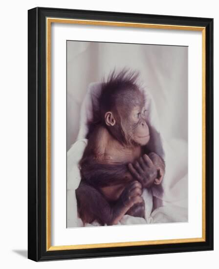 Orangutan Felix and Gigi, St. Louis Zoo-Nina Leen-Framed Photographic Print