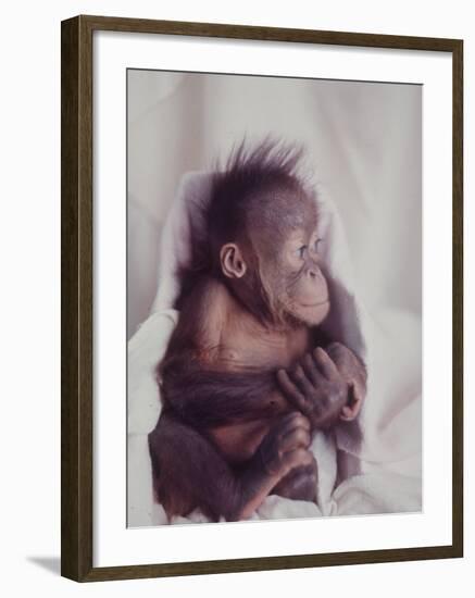 Orangutan Felix and Gigi, St. Louis Zoo-Nina Leen-Framed Photographic Print