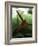 Orangutan in Rainforest, Borneo, Indonesia-Gavriel Jecan-Framed Photographic Print