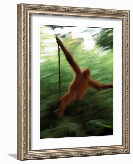 Orangutan in Rainforest, Borneo, Indonesia-Gavriel Jecan-Framed Photographic Print