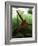 Orangutan in Rainforest, Borneo, Indonesia-Gavriel Jecan-Framed Photographic Print