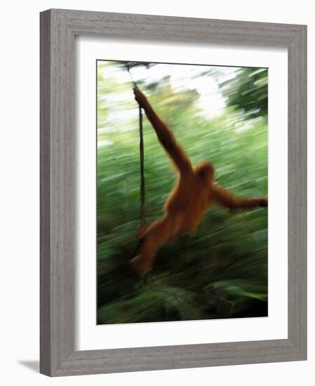 Orangutan in Rainforest, Borneo, Indonesia-Gavriel Jecan-Framed Photographic Print