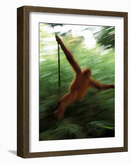 Orangutan in Rainforest, Borneo, Indonesia-Gavriel Jecan-Framed Photographic Print