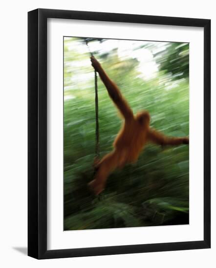 Orangutan in Rainforest, Borneo, Indonesia-Gavriel Jecan-Framed Photographic Print