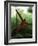 Orangutan in Rainforest, Borneo, Indonesia-Gavriel Jecan-Framed Photographic Print