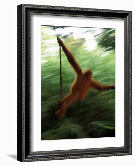 Orangutan in Rainforest, Borneo, Indonesia-Gavriel Jecan-Framed Photographic Print