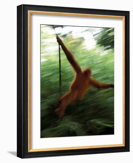 Orangutan in Rainforest, Borneo, Indonesia-Gavriel Jecan-Framed Photographic Print