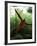 Orangutan in Rainforest, Borneo, Indonesia-Gavriel Jecan-Framed Photographic Print