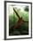 Orangutan in Rainforest, Borneo, Indonesia-Gavriel Jecan-Framed Photographic Print