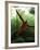 Orangutan in Rainforest, Borneo, Indonesia-Gavriel Jecan-Framed Photographic Print