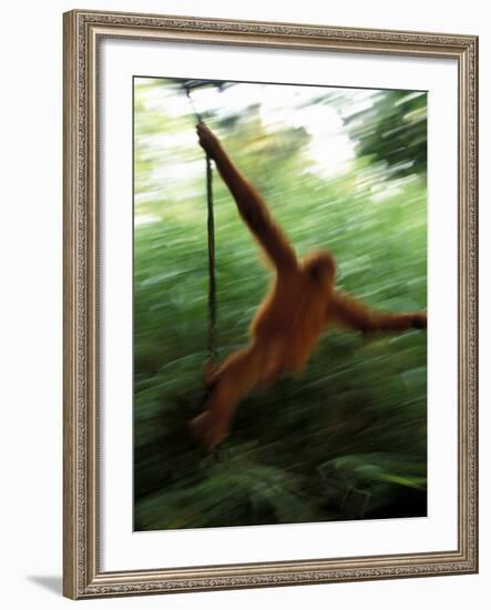 Orangutan in Rainforest, Borneo, Indonesia-Gavriel Jecan-Framed Photographic Print