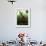 Orangutan in Rainforest, Borneo, Indonesia-Gavriel Jecan-Framed Photographic Print displayed on a wall