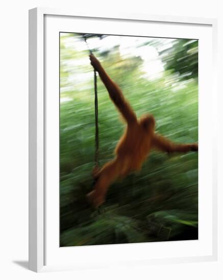 Orangutan in Rainforest, Borneo, Indonesia-Gavriel Jecan-Framed Photographic Print