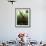 Orangutan in Rainforest, Borneo, Indonesia-Gavriel Jecan-Framed Photographic Print displayed on a wall