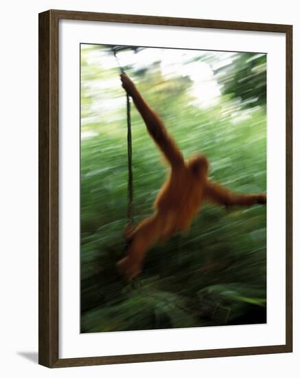 Orangutan in Rainforest, Borneo, Indonesia-Gavriel Jecan-Framed Photographic Print