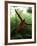 Orangutan in Rainforest, Borneo, Indonesia-Gavriel Jecan-Framed Photographic Print