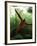 Orangutan in Rainforest, Borneo, Indonesia-Gavriel Jecan-Framed Photographic Print