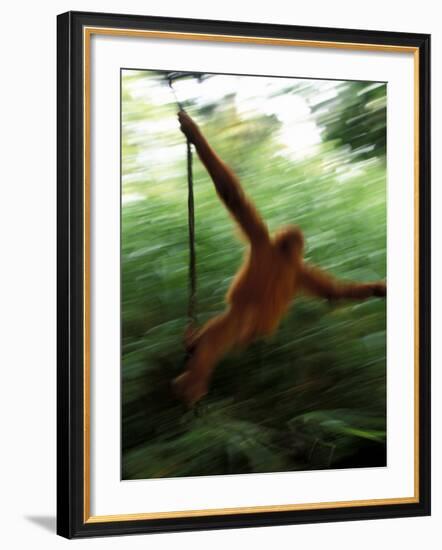 Orangutan in Rainforest, Borneo, Indonesia-Gavriel Jecan-Framed Photographic Print