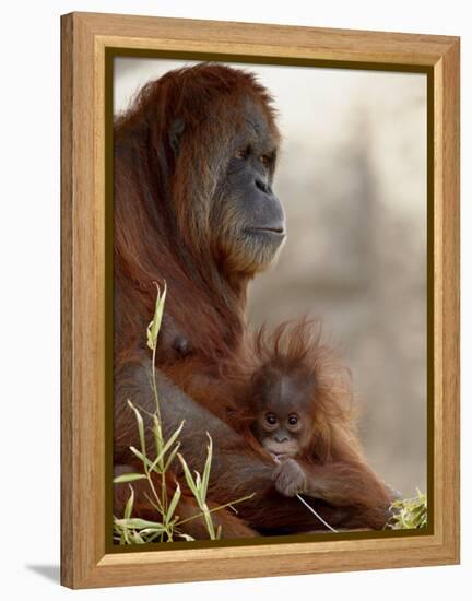 Orangutan Mother and 6-Month Old Baby in Captivity, Rio Grande Zoo-James Hager-Framed Premier Image Canvas